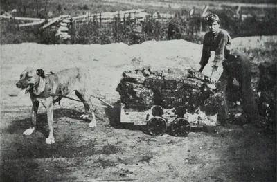 A large dog in harness pulling a small four-wheeled mine car heaped with lumps of coal, with a young man in a cap steadying the load from behind.
