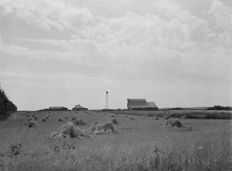 Shocks of grain standing in a wide field under a big cloudy sky, with a barn, a windmill and farm buildings on the horizon.